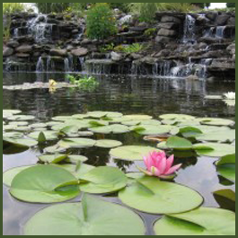 Pond